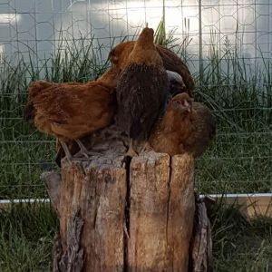 How many chickens fit on a stump?