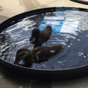 Our duckie babies, Midnight and Seline