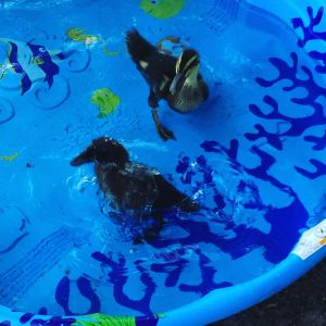 Seline and Midnight trying out their new pool.