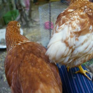 Catarina (on the left) and Victoria (on the right), my Red Star girls, preparing to sit & clean feathers on my lap.