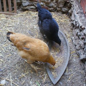 Isabel (the yellow one) and Lucrezia (the little "crow"). They are mixed breed with Silkie ancestry. Along with the rooster, they are the eldest of all my birds - still teenagers, though!