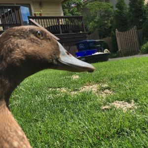Marvin is my Khaki duck
