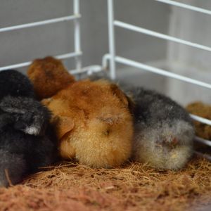 Ameraucana, Black Sex-link, and White Jersey Giant Chicks