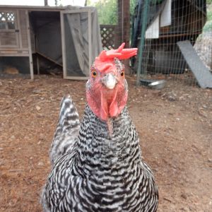 feisty, our Barred Rock hen