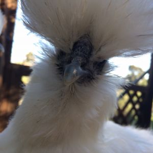 one of our silkies