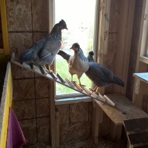 The peeps!  13 week old Jill Rees Crested Legbars!  Their first night in the big girl coop!
