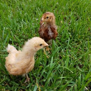 First time outdoors!