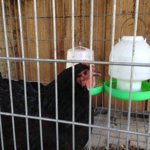 Broody chook