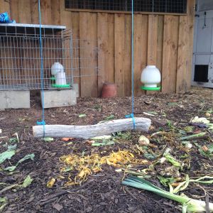 new chook swing hope they enjoy!!