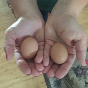 First hard eggs!