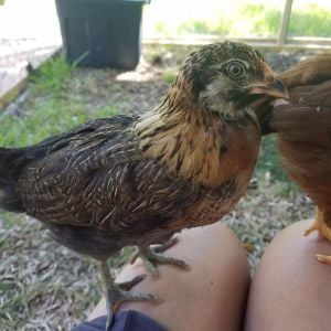 Chloe - Ameraucana