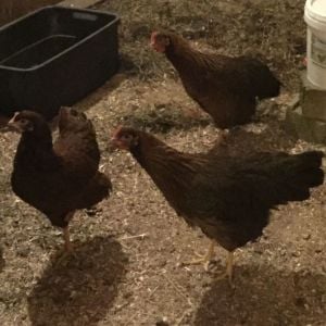 Our five girls patiently waiting for new residence. Three Rhode Island Reds and two Wellsummers.