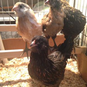 BB, Brownie, Blackie and Amanda down front.