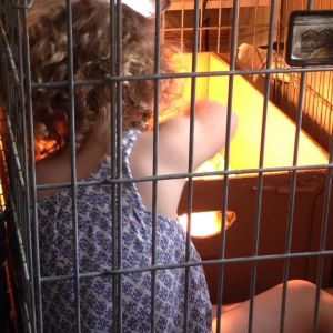 Toddler life with chickens, she loved to be "locked in" with her chickens.