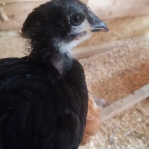 This is Mumble @ about 5 weeks old. Black 'Lorp. She and Gloria were my first lap chickens; they would jump up on my knees for attention and pets