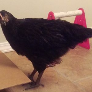 This is Avery.  She was the last chick to hatch at my daughter's pre-k class and was having a hard time so the teacher gave her to me to help her out.  As you can see she has done great!