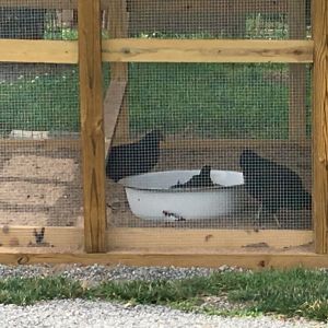 Taking turns at the dust bath! I mixed sand and ash for their bath and they love it. I love watching the dust fly when they are in there!