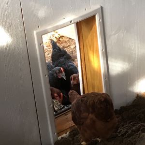 "Come on, it's great in here!" The first brave hen into the house.