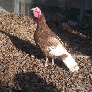 Sweetpea the Turkey