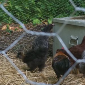 Silkie, 3 Cochin/Rhode Island red crosses, and a Bantam roo