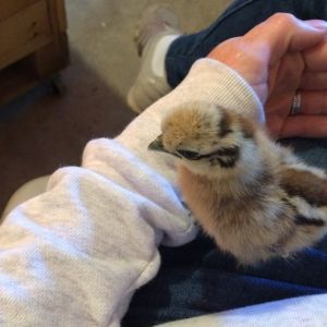 Partridge Silkie #1 
Love the way they look similar to a chipmunk on their back.