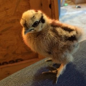 Partridge Silkie #1