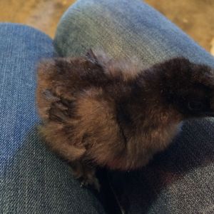 Black Silkie