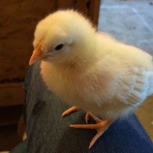 White Leghorn