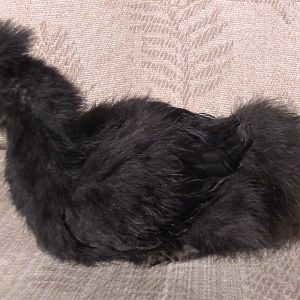 Tribble
Black Bearded Silkie
3 Months Old