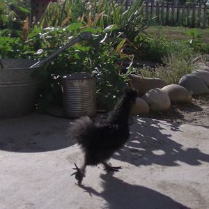 Tribble
Black Bearded Silkie
3 Months Old
