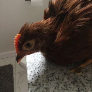 Our rooster, Chicken, when he was little.