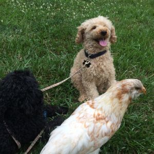 Dog and chicken friend training.