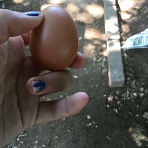 Egg layed 7/8