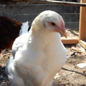 White Jersey Giant at 15 Weeks