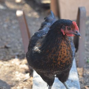 Black Sexlink at 15 weeks