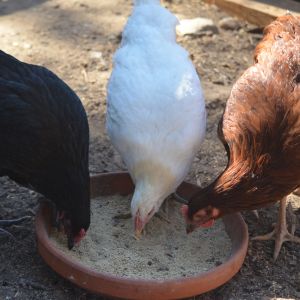Black Sexlink, White Jersey Giant, and A Rode Island Red at 15 weeks
