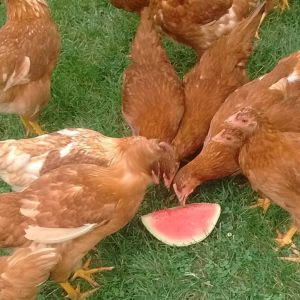 the girls enjoying frozen watermelon on a very hot day!