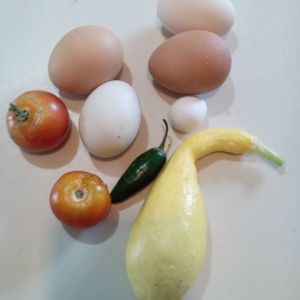 My harvest of the day, 3 chicken eggs, one duck egg, one quail egg, a squash, 2 small tomatoes and a jalapeno.