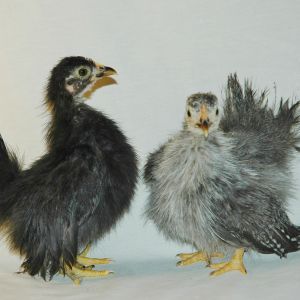 Silkied Serama chicks from Pen #9