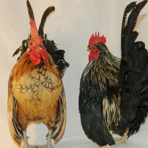 Cockerels for sale