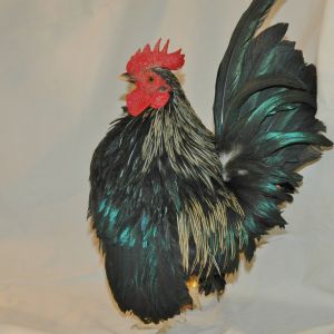 Cockerel for sale