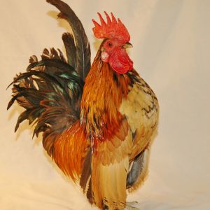 cockerel for sale