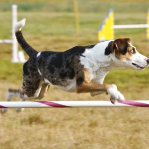 CATAHOULA LEOPARD DOG DEFEATS ALL LEAPS AND BOUNDS