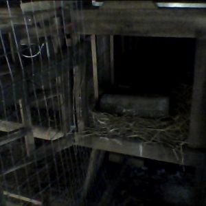 roo's home