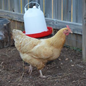 Butterscotch
Buff Orpington