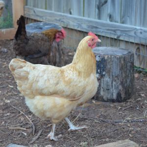Caramel, our queen of the coop
Buff Orpington