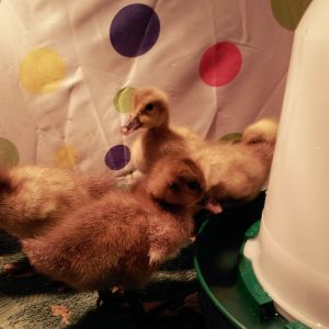 These are the Golden 300 duckies! I won't lie, I can't wait to see if their egg-laying reputation holds up, haha. Right now they are just the cutest little puff balls.