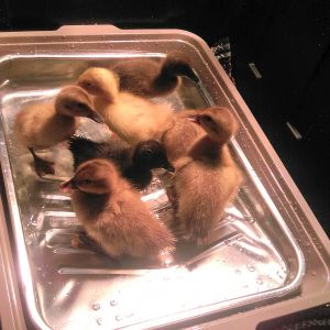 Baby peeps' first bath!  "Wait, this is kinda like the thing we drink out of, but this one WE CAN JUMP AND SWIM IN!"