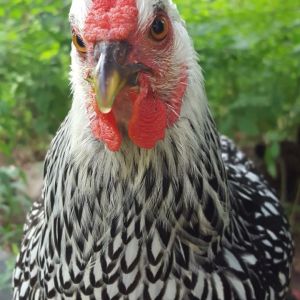 Silver laced Wyondotte, 18 weeks old