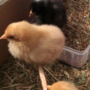 Our first roost